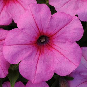 Wave Pink Passion Wave Petunia Jumbo 6 pack 17.99 sale price